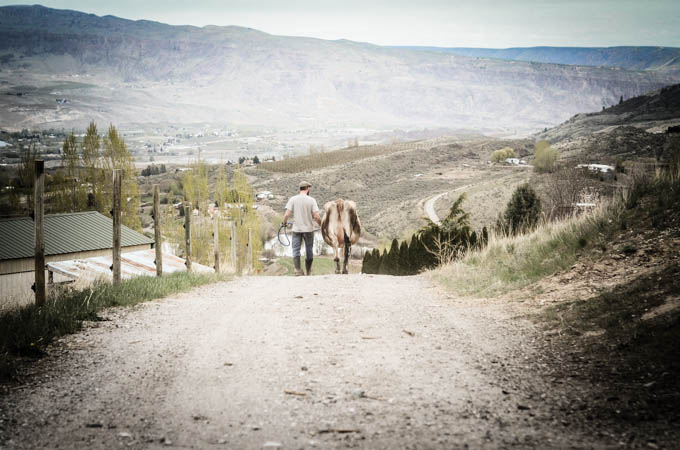 A man with a cow in the farm